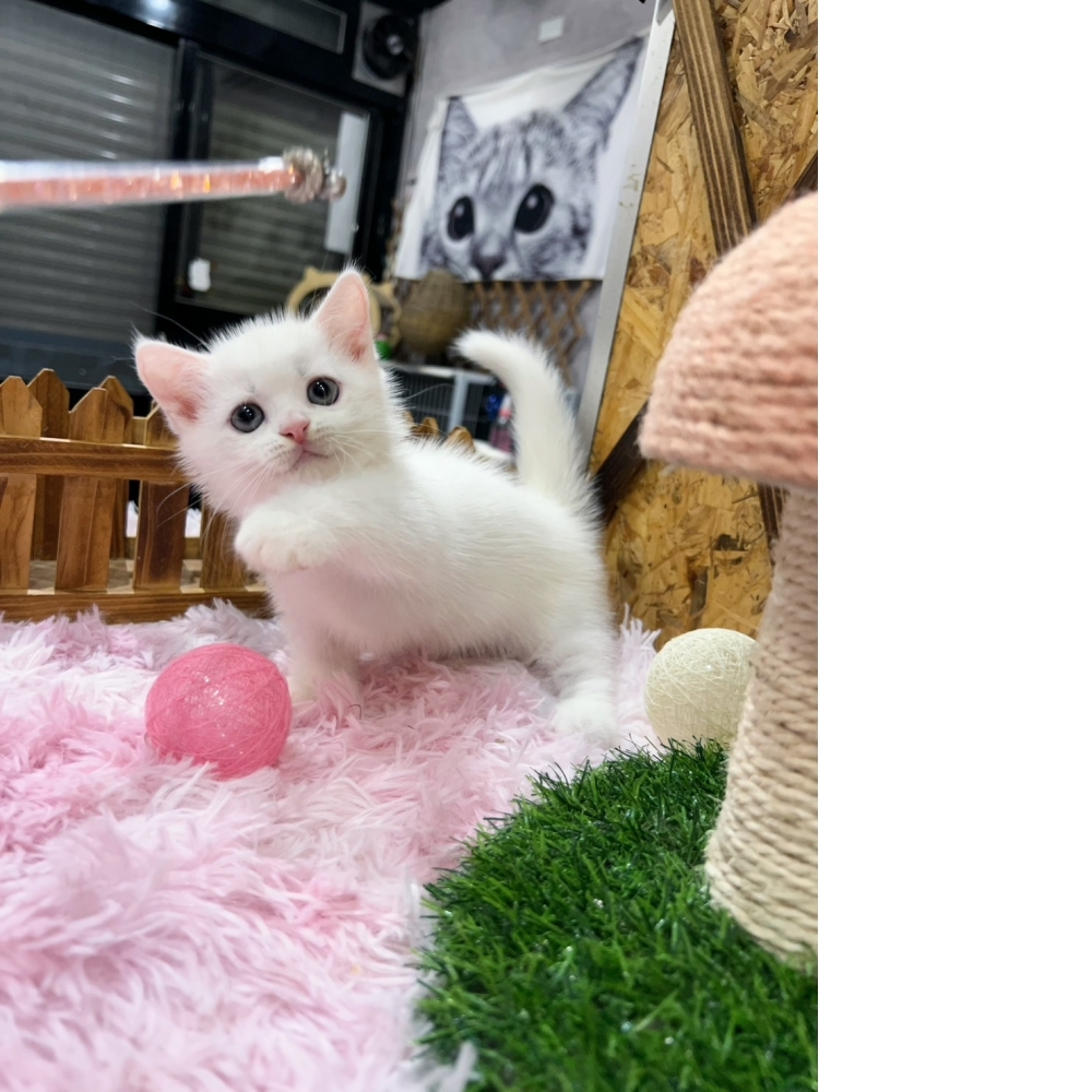 白曼赤肯㊚弟弟（☆已有家★）