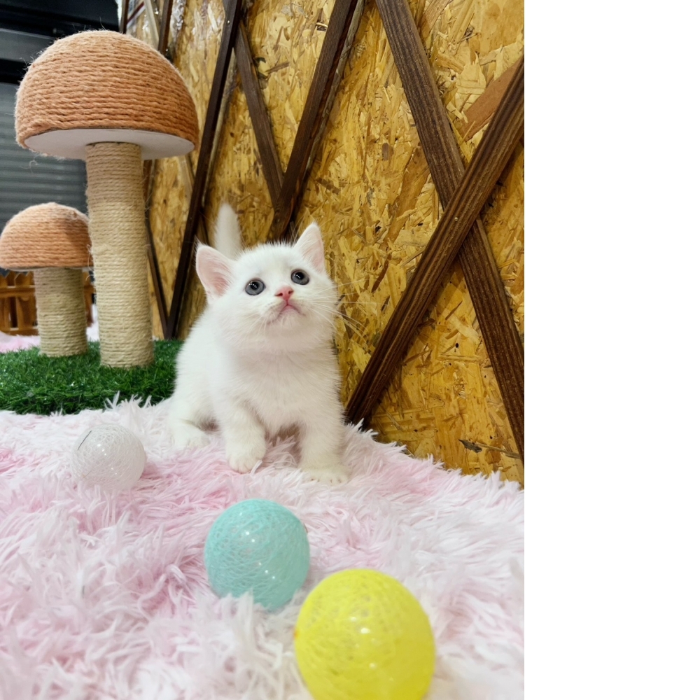 白曼赤肯㊚弟弟（☆已有家★）