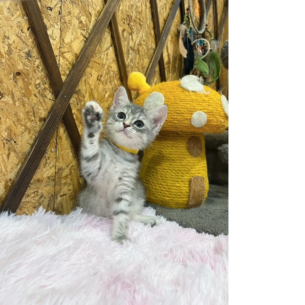 藍虎斑英短㊛妹妹（☆已有家★）