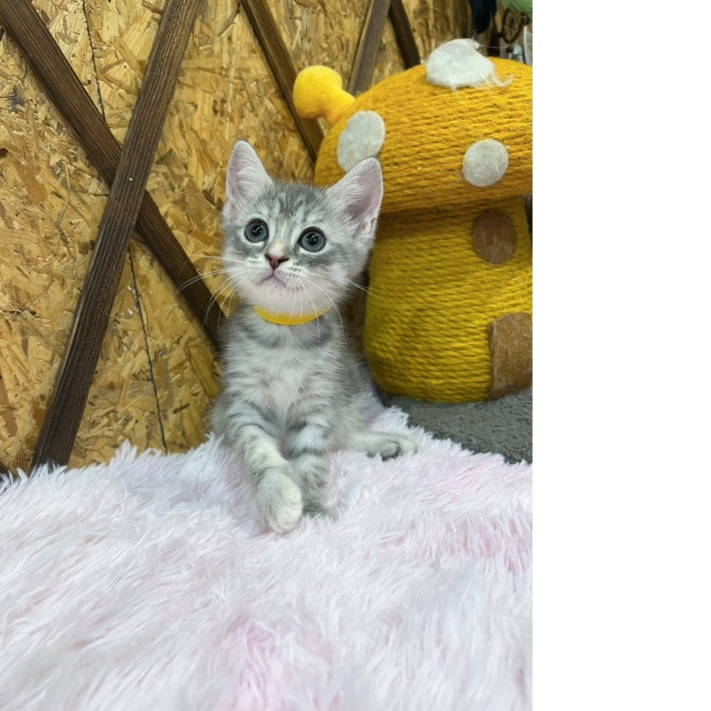 藍虎斑英短㊛妹妹（☆已有家★）