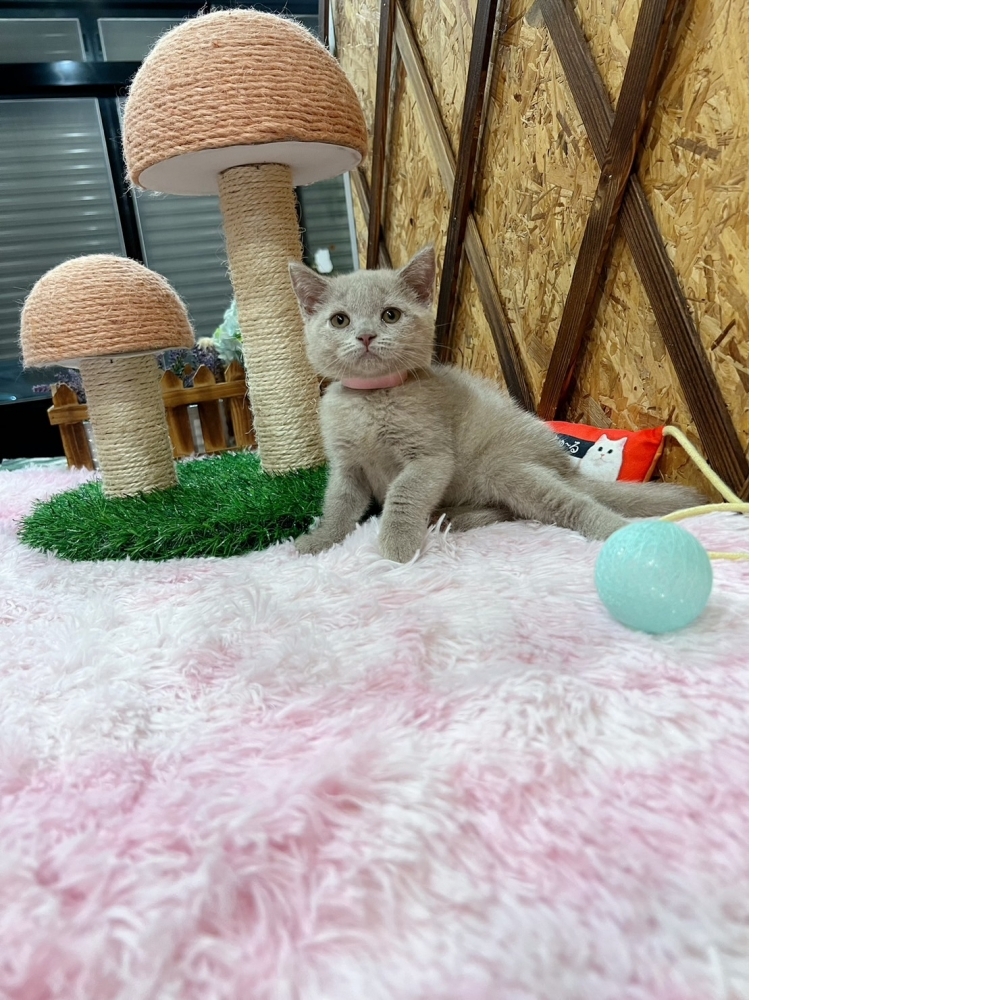 紫丁香英短㊛妹妹 （