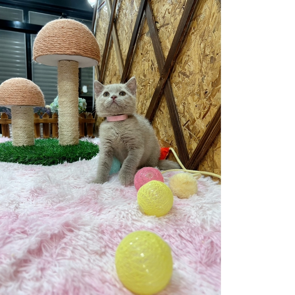 紫丁香英短㊛妹妹 （☆已有家★）