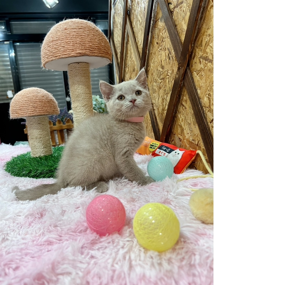 紫丁香英短㊛妹妹 （☆已有家★）