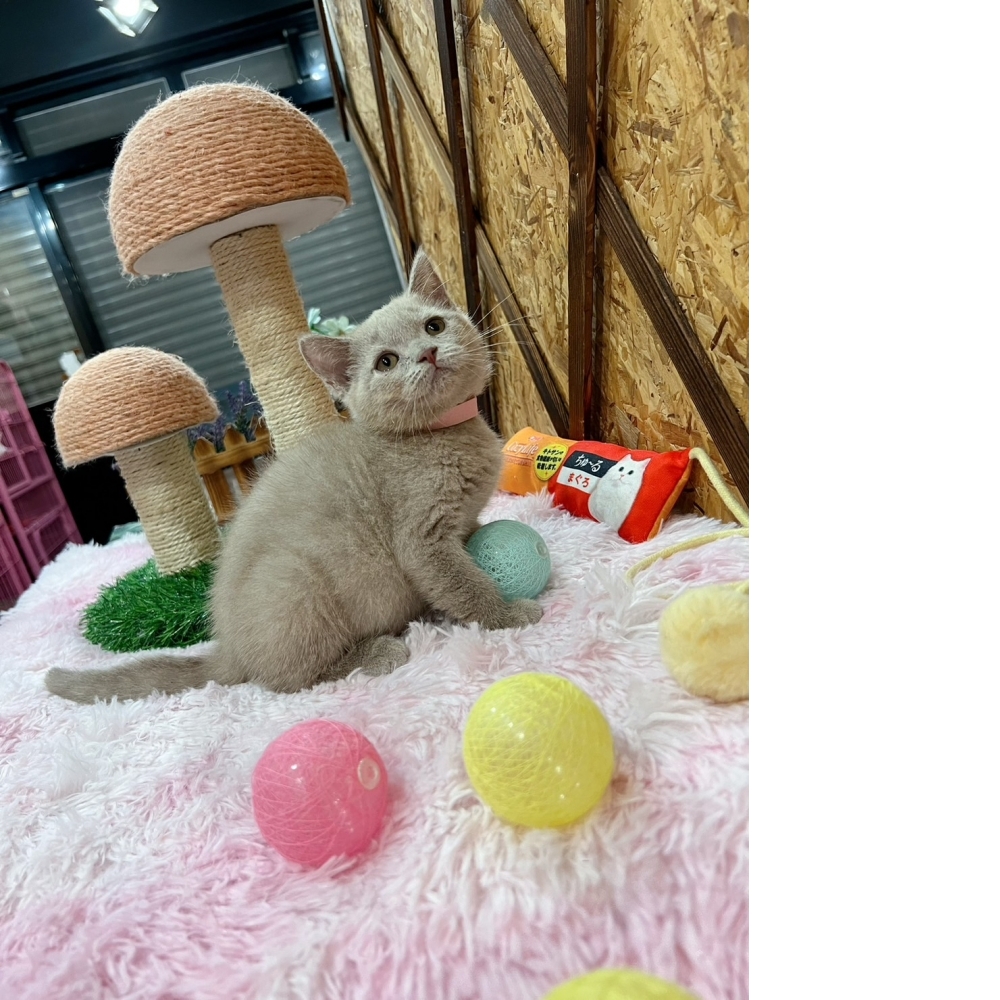 紫丁香英短㊛妹妹 （☆已有家★）