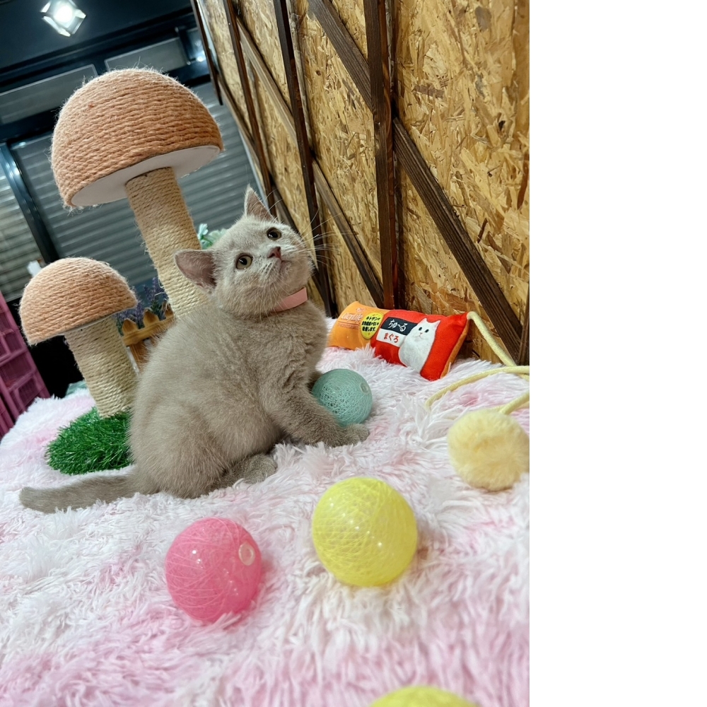 紫丁香英短㊛妹妹 （☆已有家★）