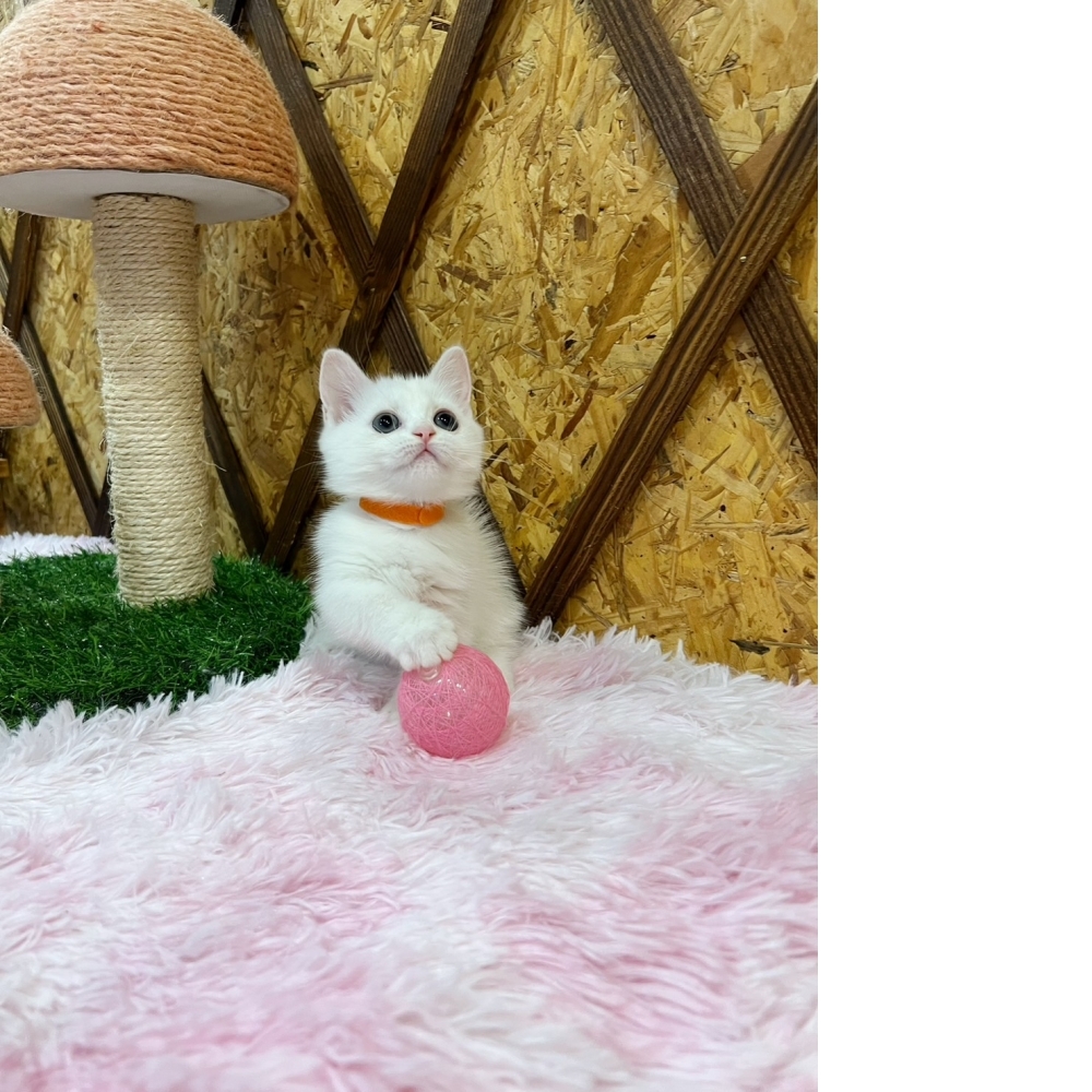白曼赤肯㊛妹妹（☆已有家★）