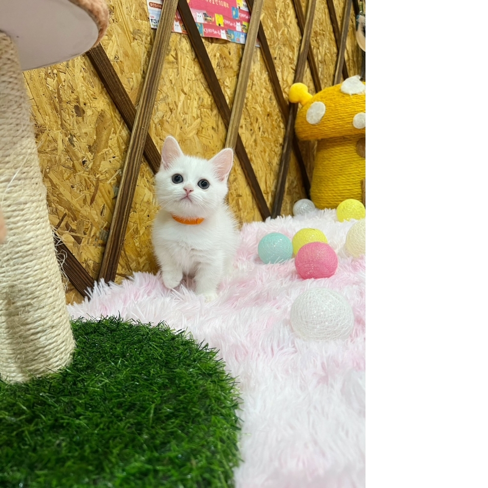 白曼赤肯㊛妹妹（☆已有家★）