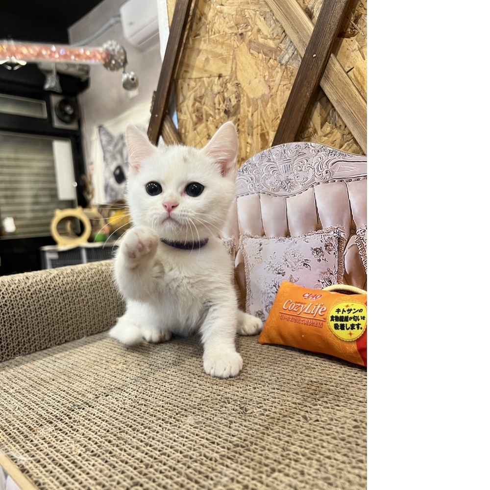 【限時優惠中】白曼赤