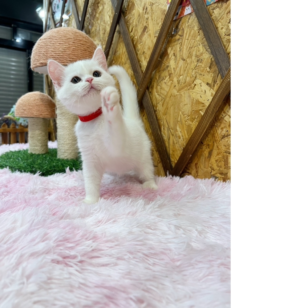 【限時優惠中】白英短㊛妹妹（☆已有家★）