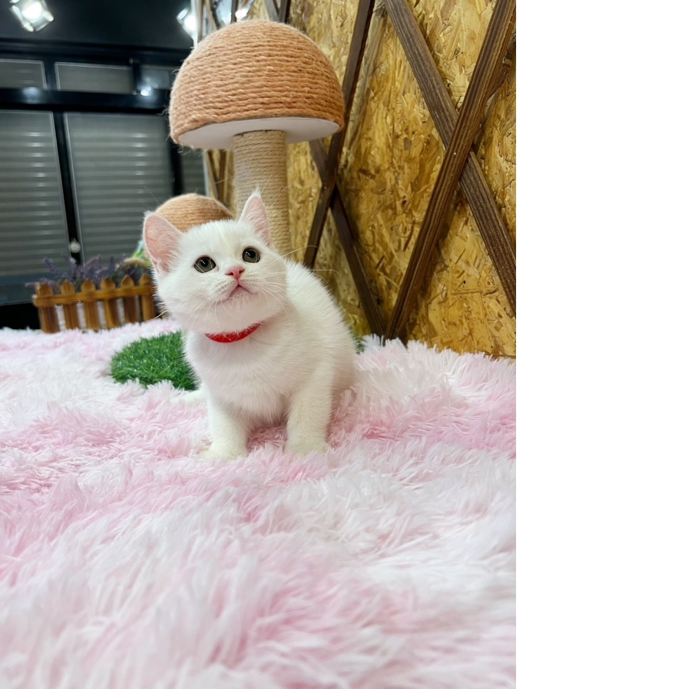 【限時優惠中】白英短㊛妹妹（☆已有家★）