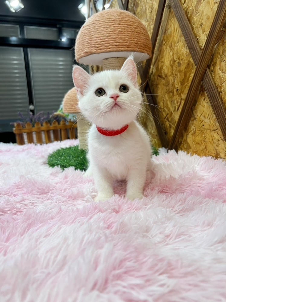 【限時優惠中】白英短㊛妹妹（☆已有家★）