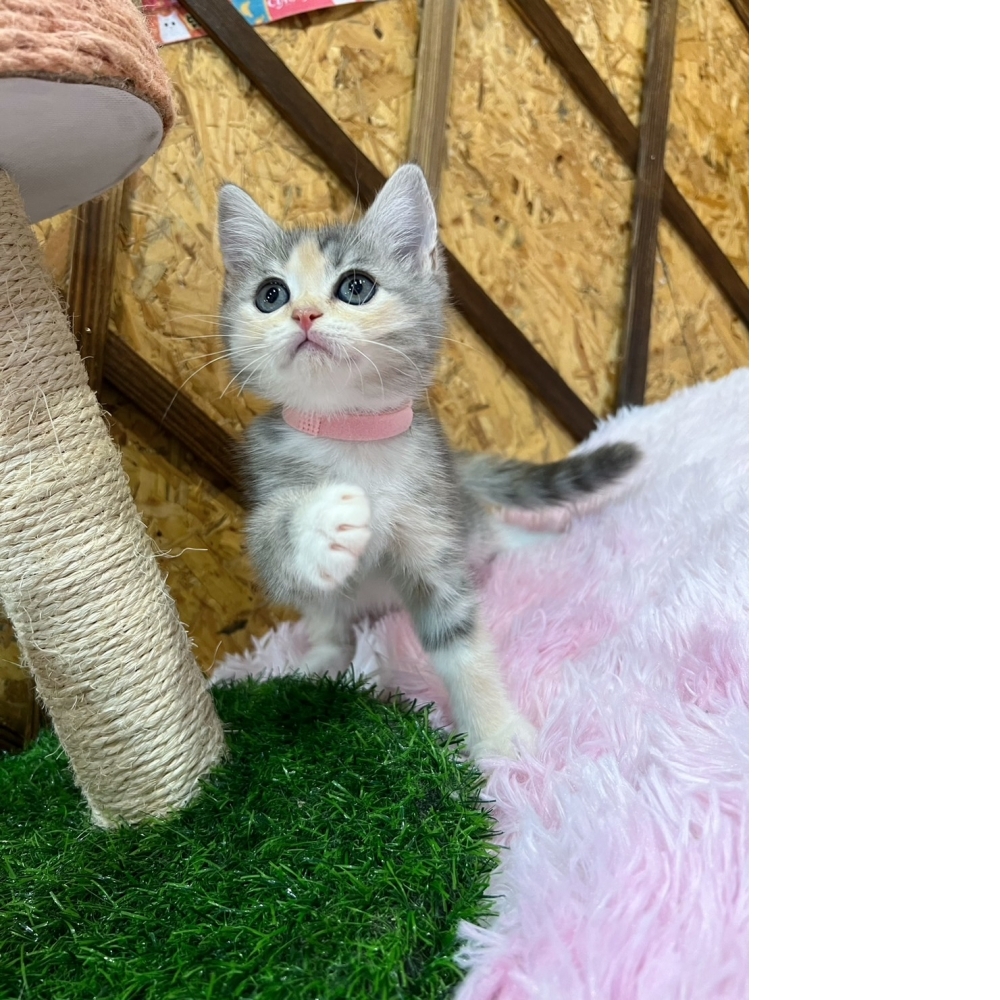 【限時優惠中】藍三花