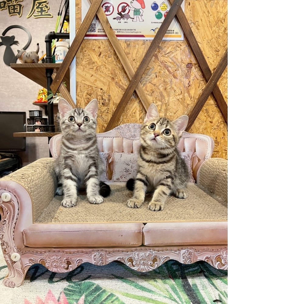 美短 ㊚㊛ 弟弟妹妹