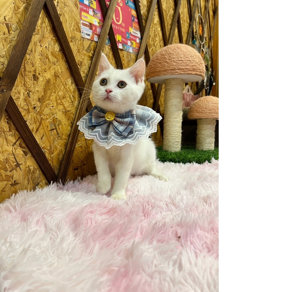 白英短㊚弟弟（☆已有家★）