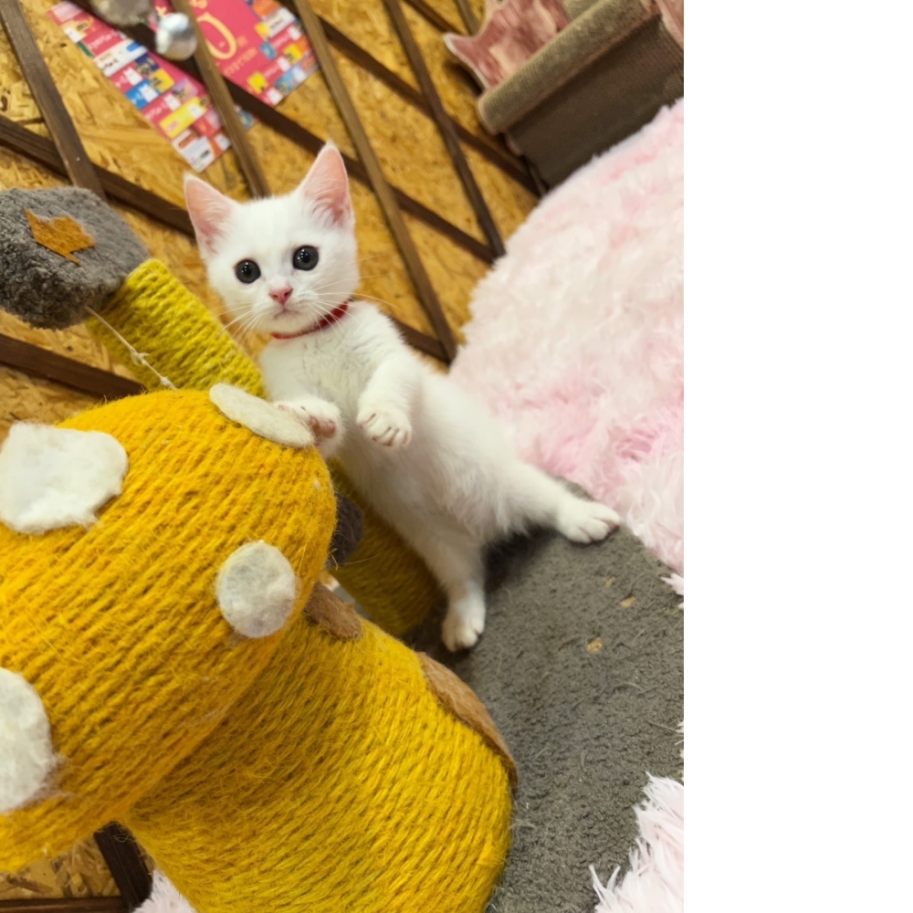 白曼赤肯㊛妹妹（☆已有家★）