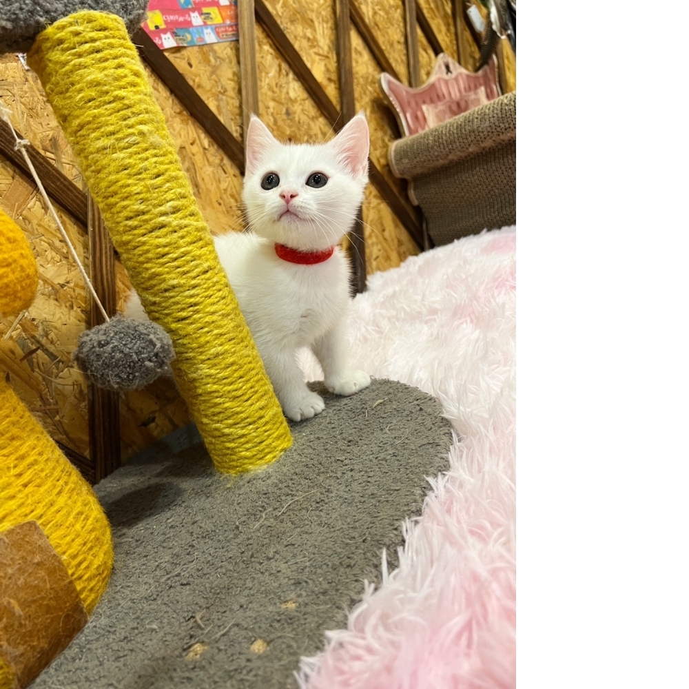 白曼赤肯㊛妹妹（☆已有家★）