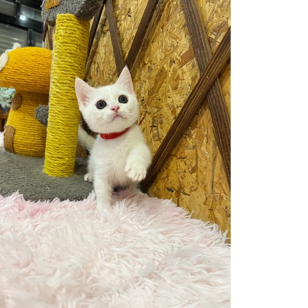 白曼赤肯㊛妹妹（☆已