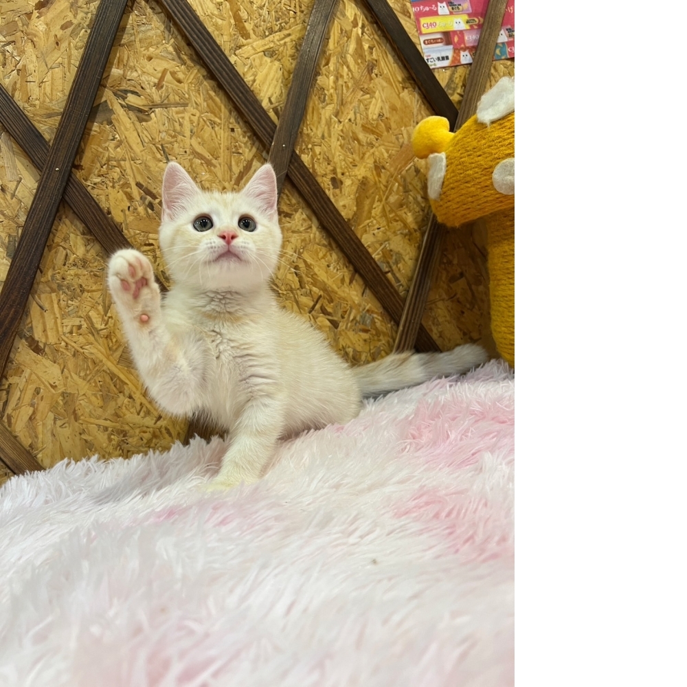 奶油英短㊚弟弟（☆已