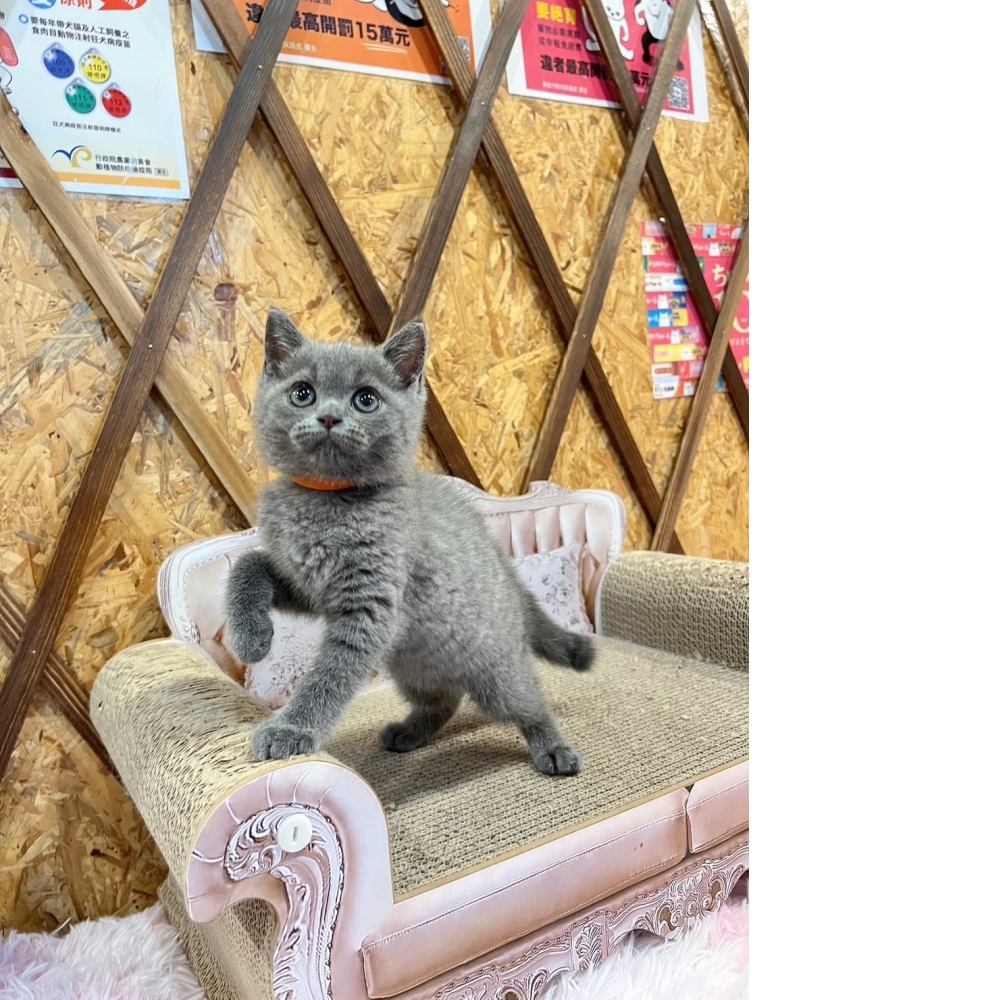 藍英短㊛妹妹（☆已有家★）