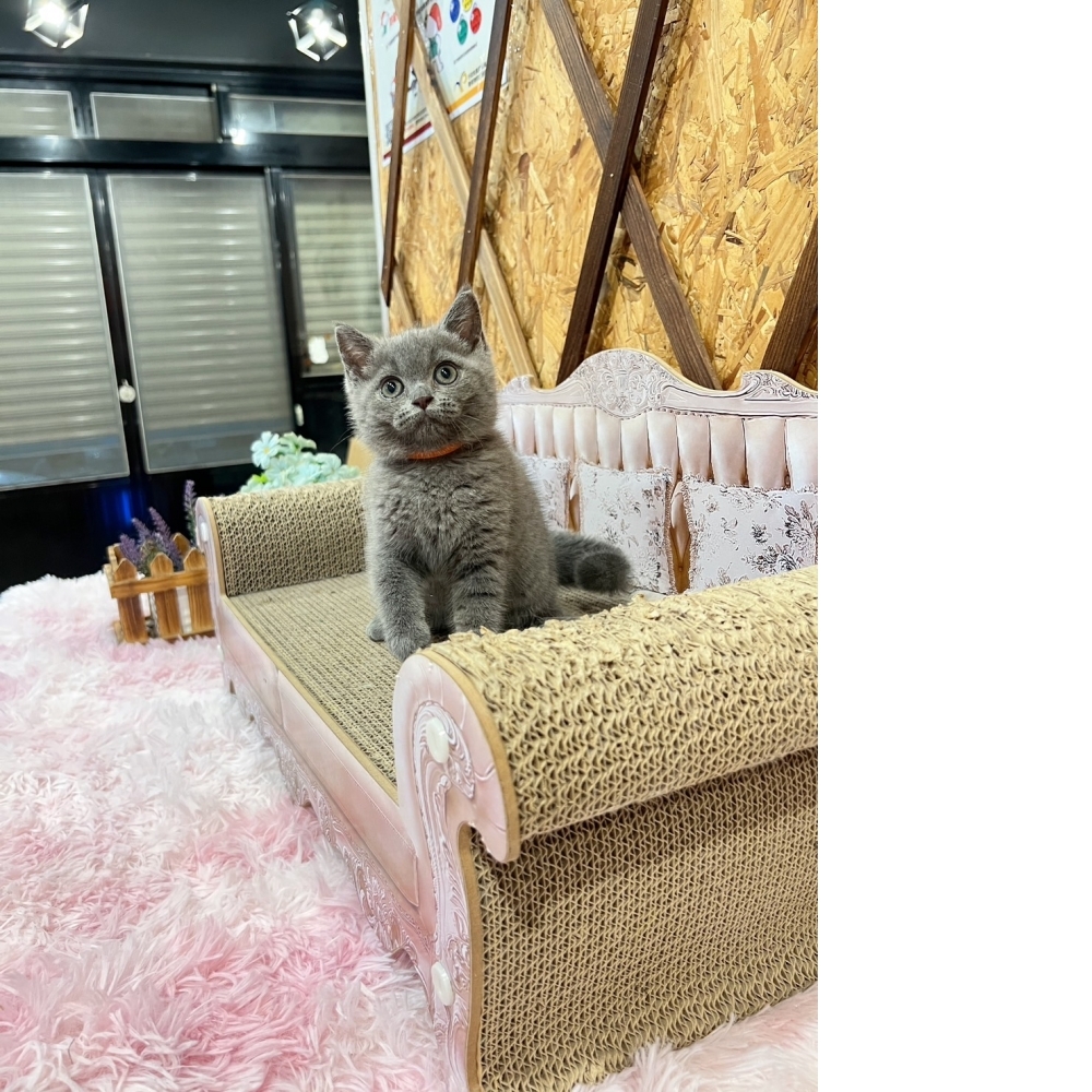 藍英短㊛妹妹（☆已有家★）