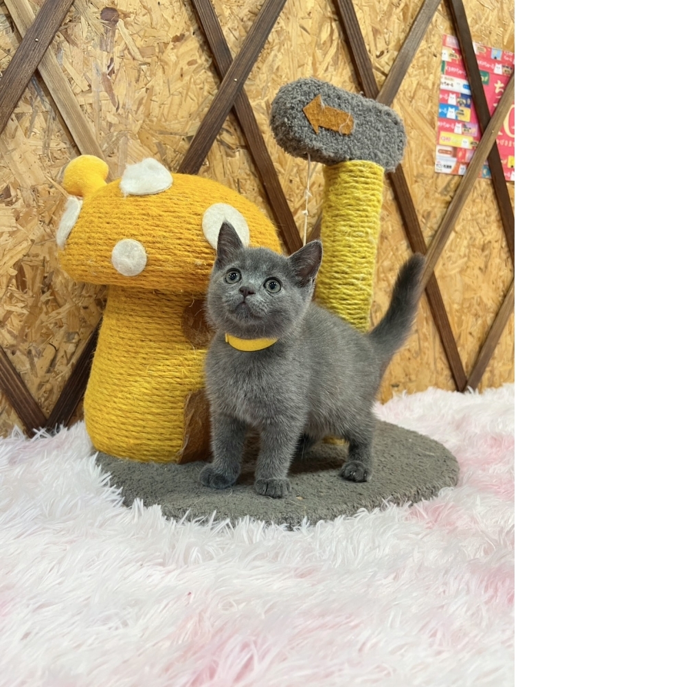 藍英短㊛妹妹（☆已有家★）