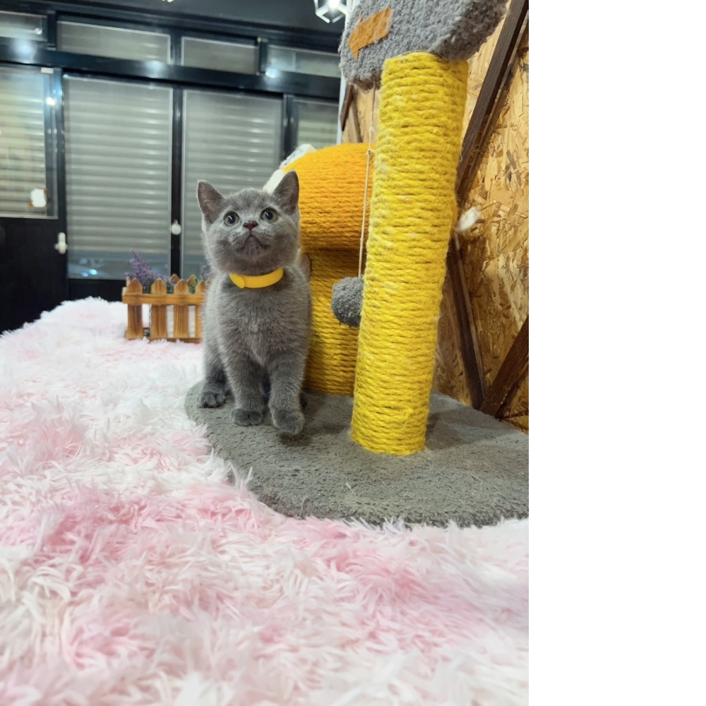 藍英短㊛妹妹（☆已有