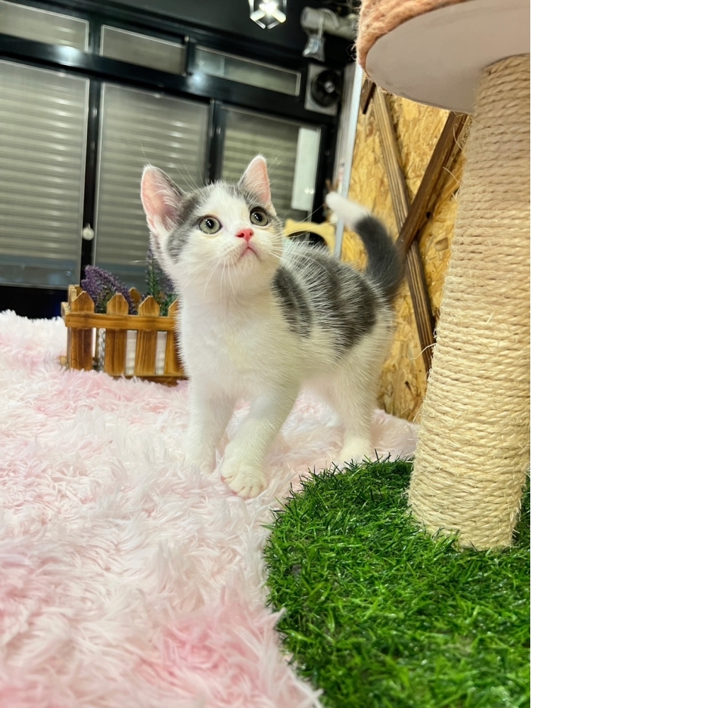 藍白英短㊚弟弟（☆已有家★）