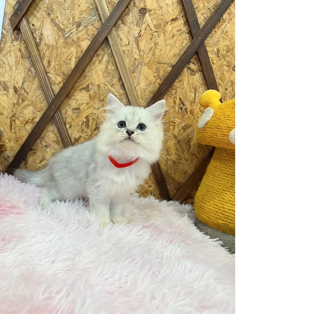 銀白金吉拉㊛妹妹（☆已有家★）