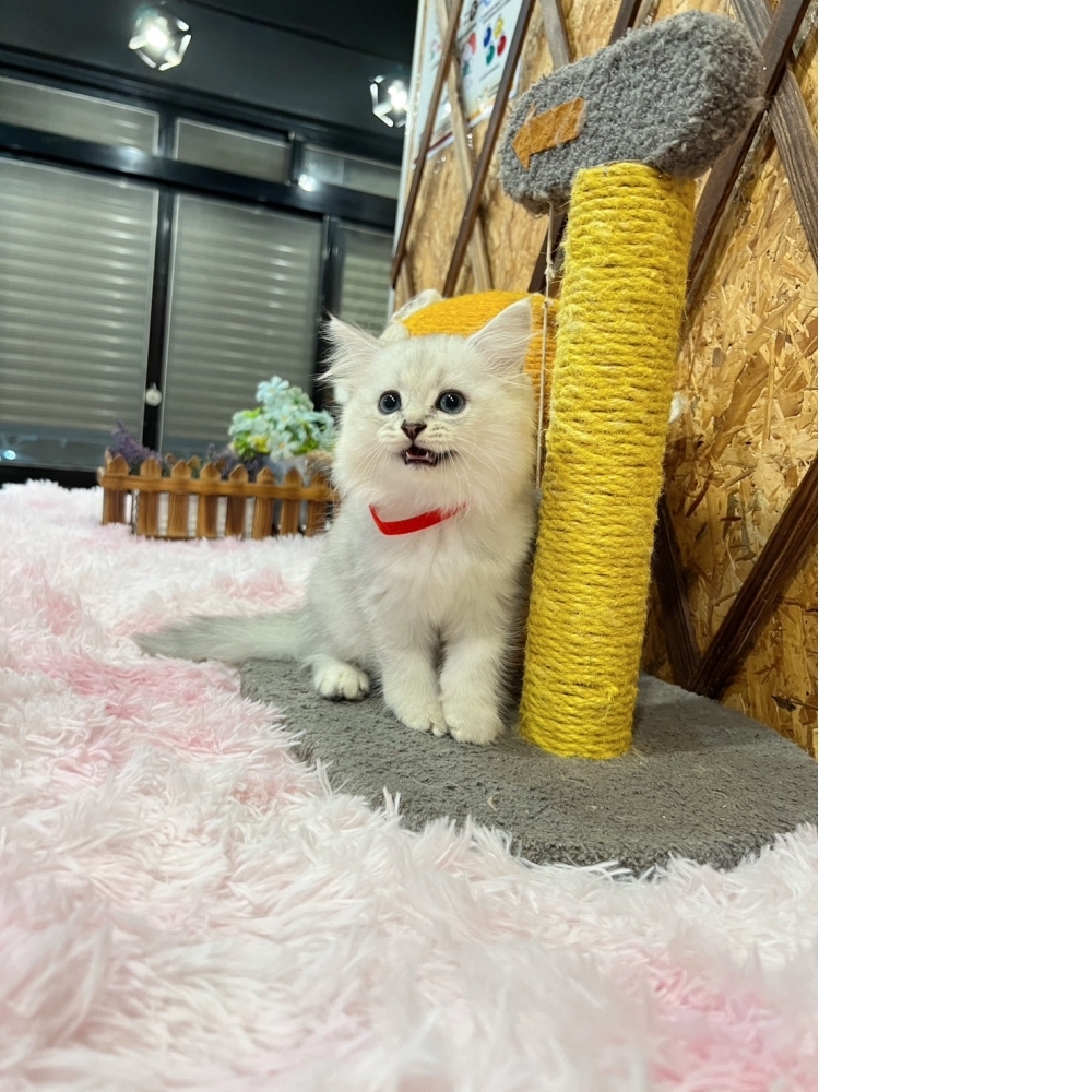 銀白金吉拉㊛妹妹（☆已有家★）