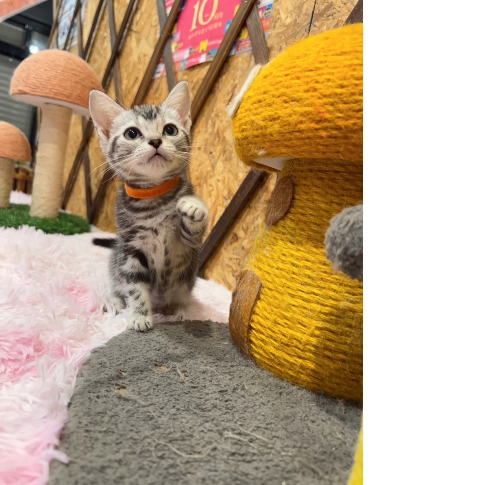 銀白美短㊛妹妹（☆已