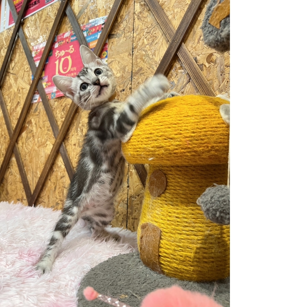 銀白美短㊚弟弟（☆已有家★）