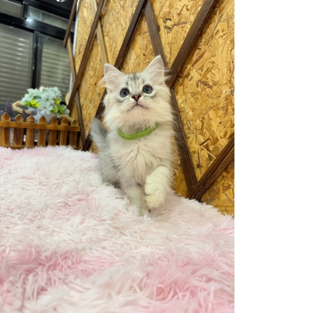 銀白金吉拉㊚弟弟（☆已有家★）