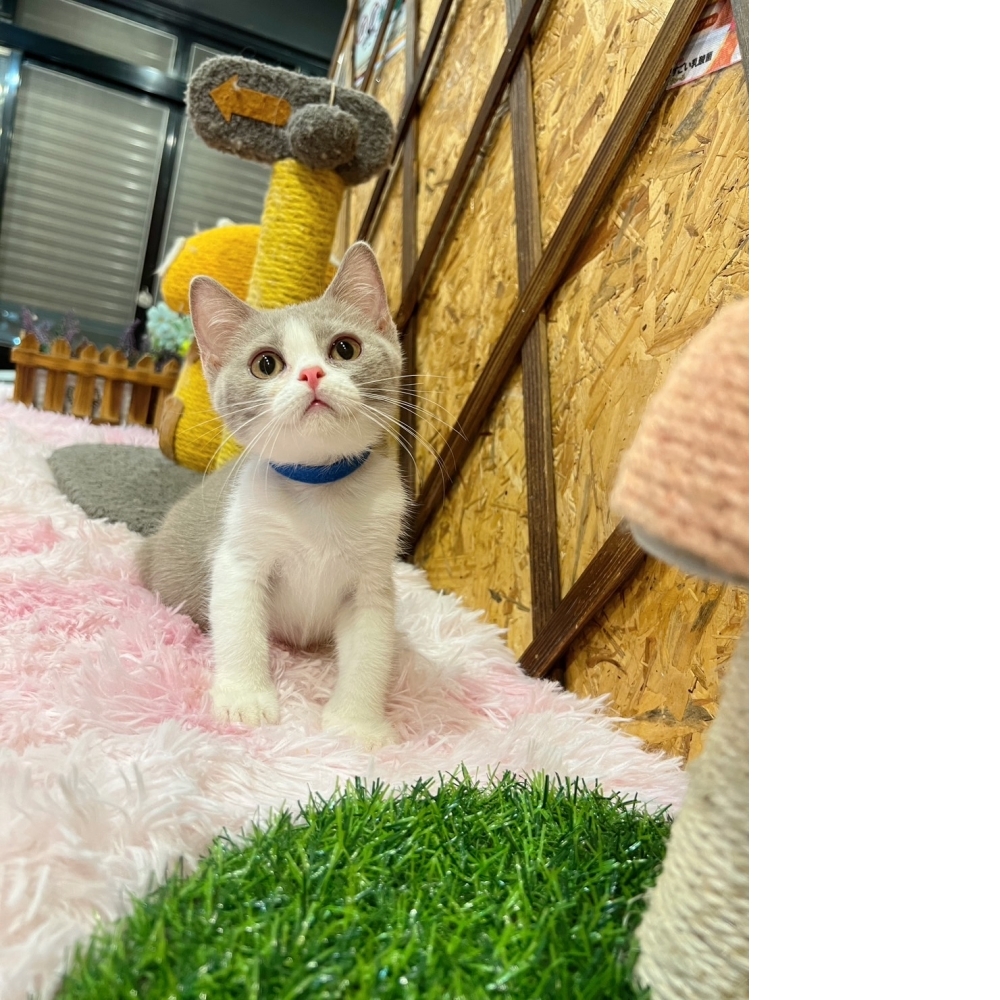紫丁香賓士英短㊚弟弟（☆已有家★）