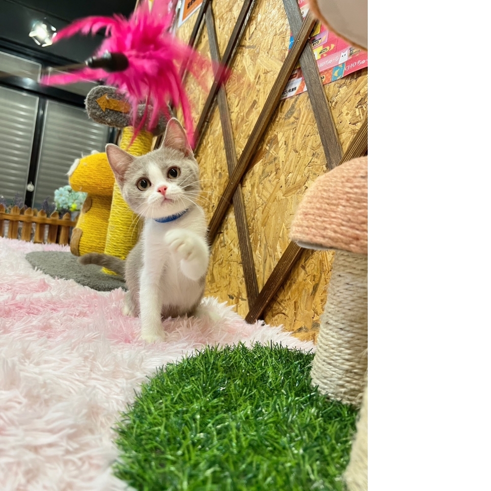 紫丁香賓士英短㊚弟弟