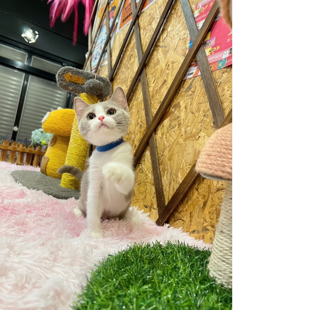 紫丁香賓士英短㊚弟弟（☆已有家★）