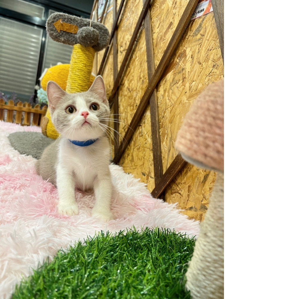 紫丁香賓士英短㊚弟弟（☆已有家★）