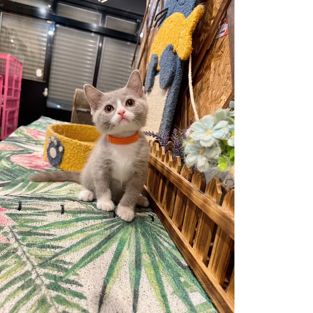 紫丁香賓士英短㊛妹妹（☆已有家★）