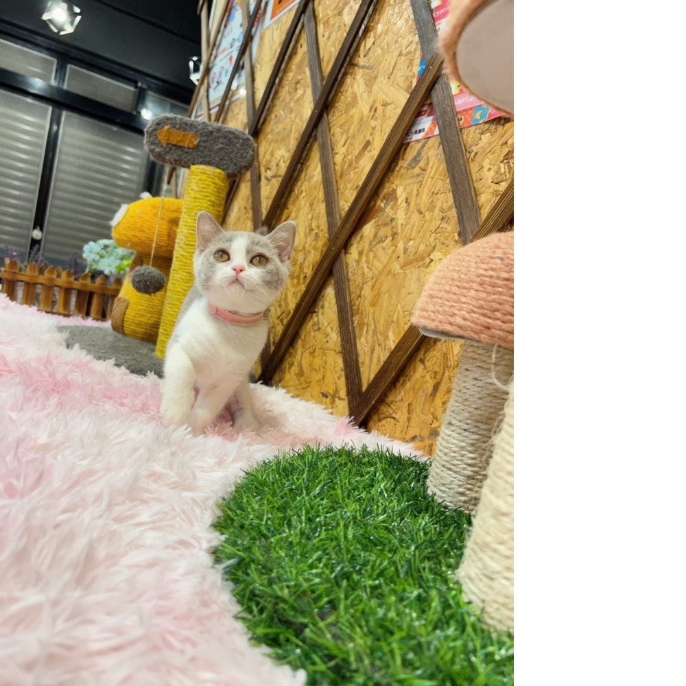 紫丁香賓士英短㊛妹妹