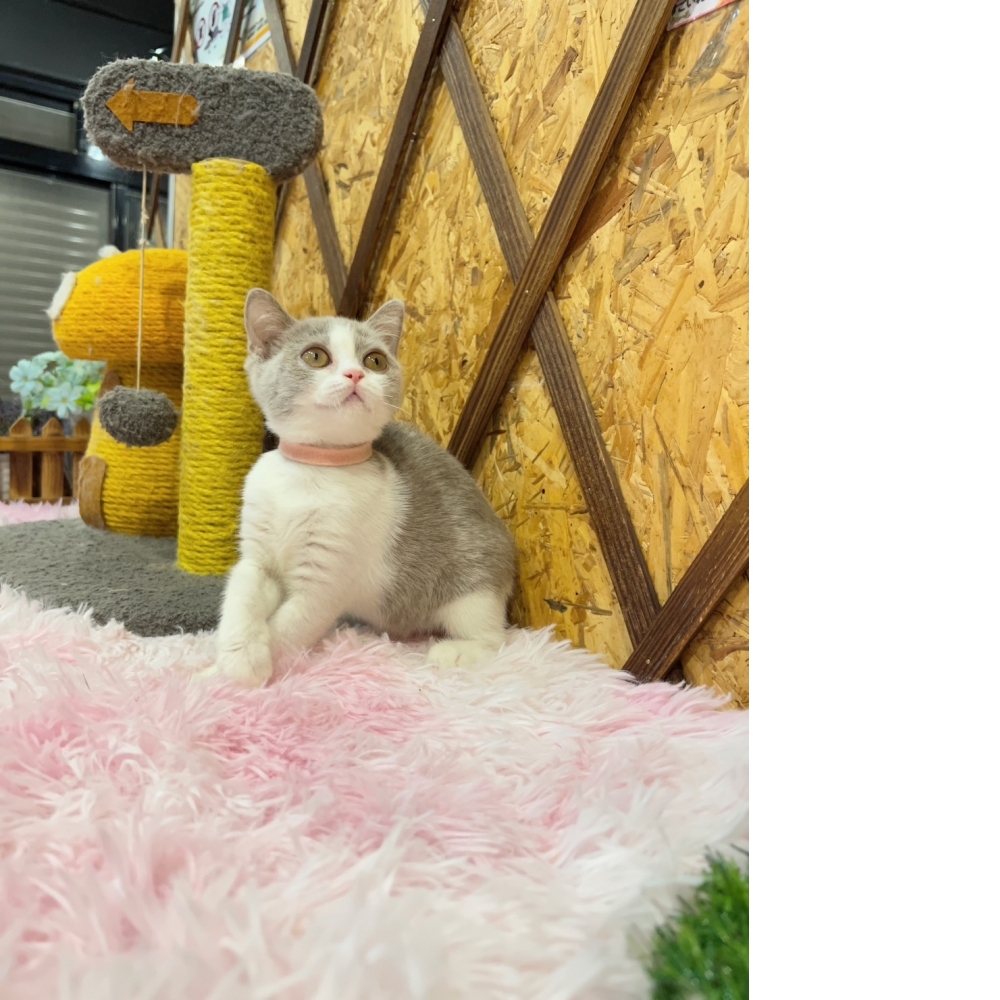 紫丁香賓士英短㊛妹妹（☆已有家★）