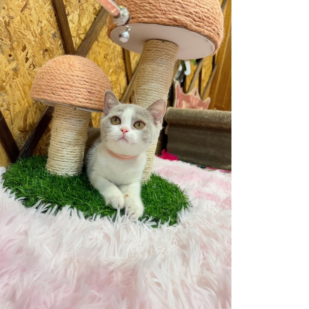 紫丁香賓士英短㊛妹妹（☆已有家★）