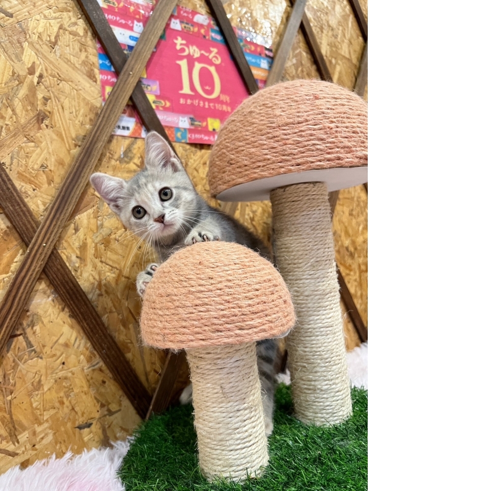 藍虎斑英短㊛妹妹（☆已有家★）