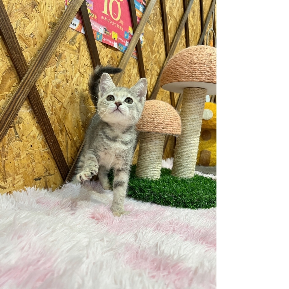 藍虎斑英短㊛妹妹（☆已有家★）