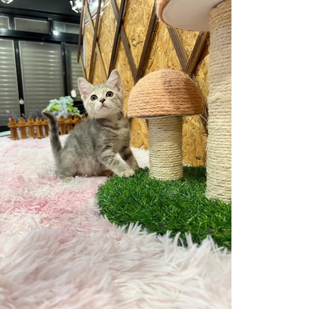 藍虎斑英短㊛妹妹（☆已有家★）