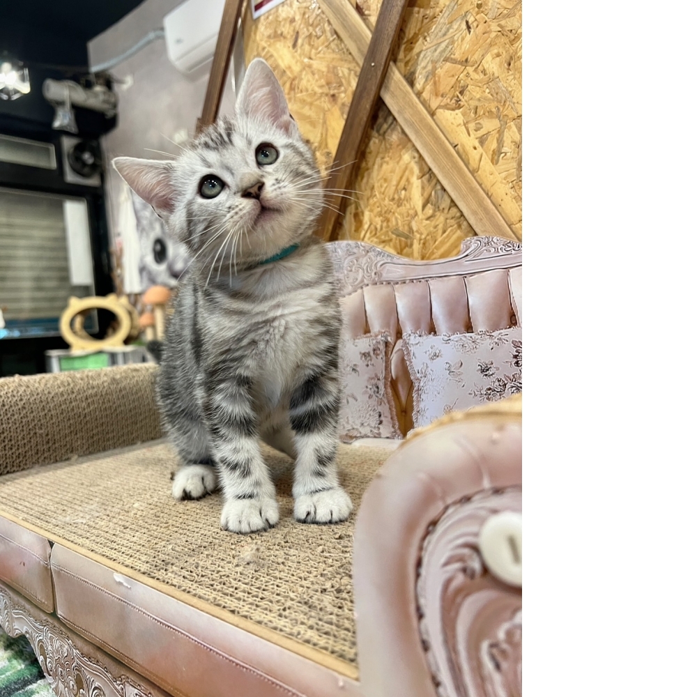 銀白美短㊚弟弟（☆已