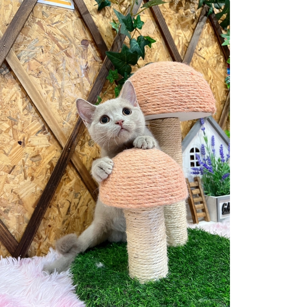 紫丁香英短㊛妹妹（☆