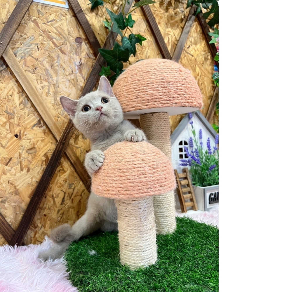 紫丁香英短㊛妹妹（☆已有家★）