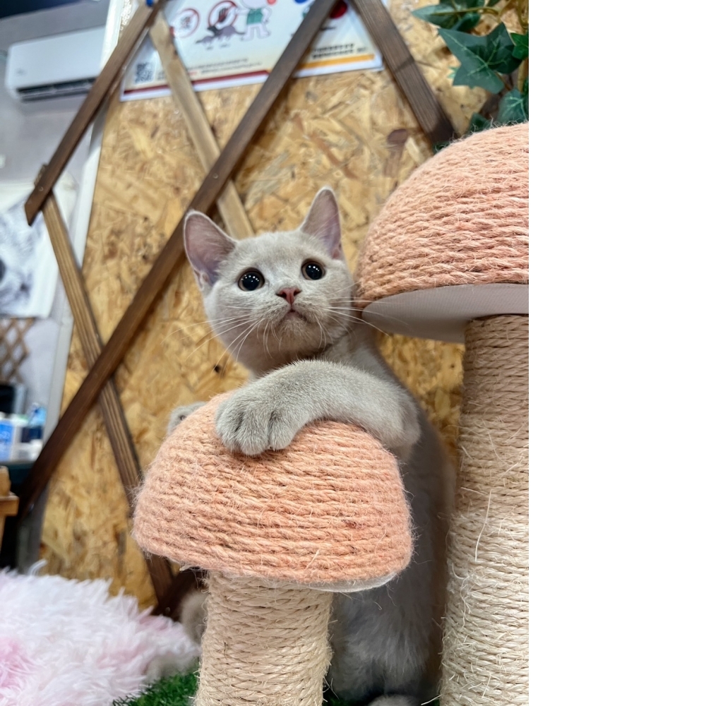 紫丁香英短㊛妹妹（☆已有家★）