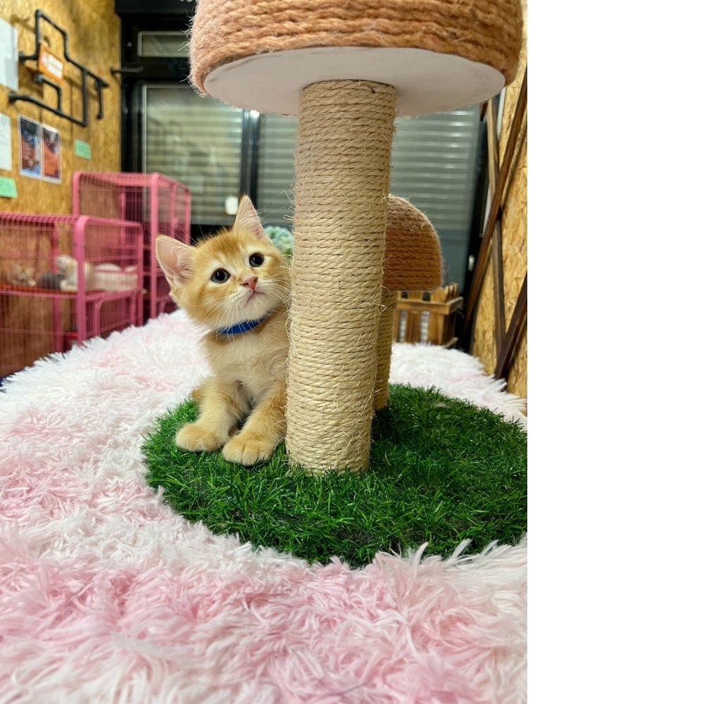 紅金英短㊚弟弟（☆已有家★）