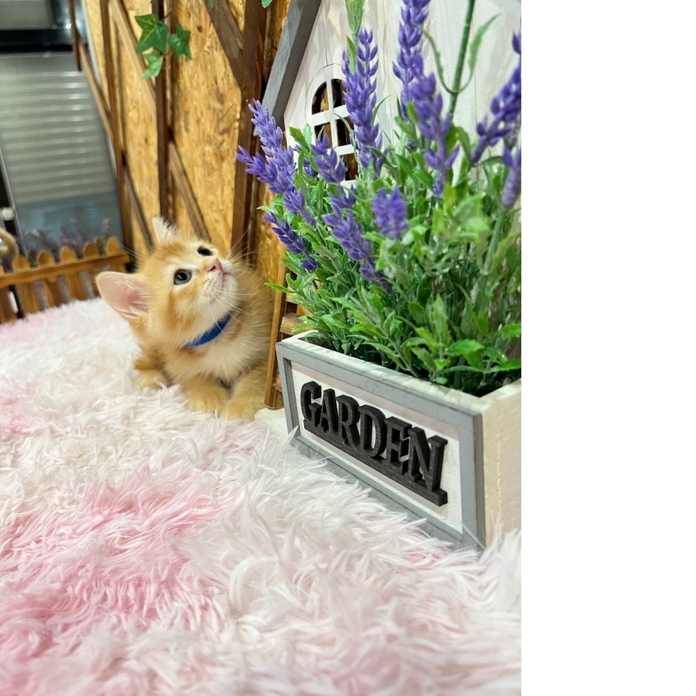 紅金英短㊚弟弟（☆已有家★）