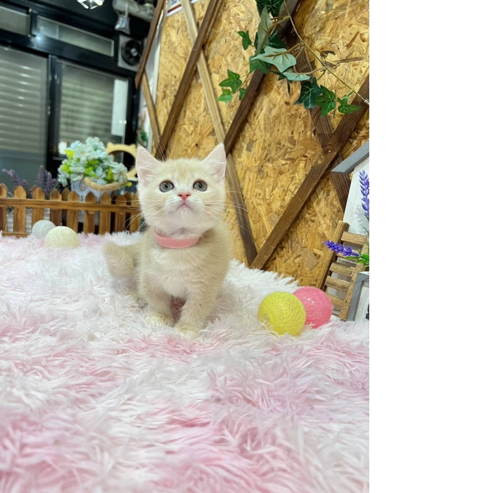 奶油曼赤肯㊛妹妹（☆已秒殺有家★）